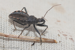 Rhynocoris