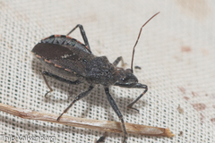 Rhynocoris