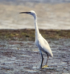 Egretta