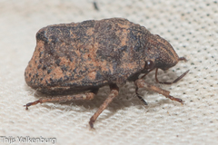 Psacasta tuberculata