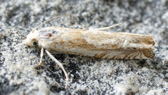Eucosma agnatana