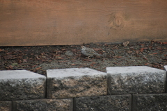 Zonotrichia leucophrys