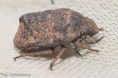 Psacasta tuberculata