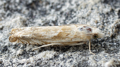 Eucosma agnatana