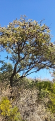 Vachellia pennatula