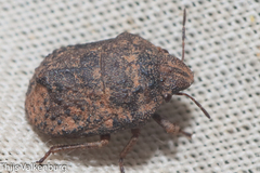 Psacasta tuberculata