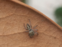 Phidippus mystaceus