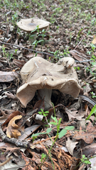 Entoloma ferruginans