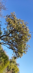 Vachellia pennatula