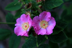 Rosa pisocarpa