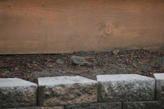 Zonotrichia leucophrys