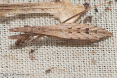 Sastrapada baerensprungi