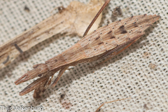 Sastrapada baerensprungi