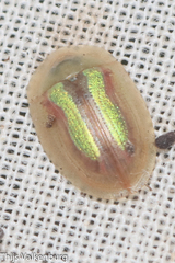 Cassida vittata