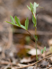 Lathyrus pisiformis