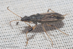 Paraparomius leptopoides