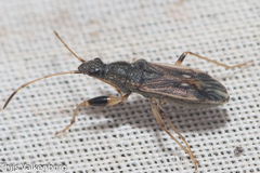 Paraparomius leptopoides
