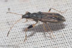 Paraparomius leptopoides