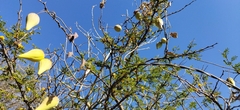 Funastrum pannosum