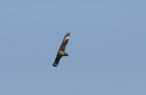 Great Skua (Stercorarius skua), photo 9