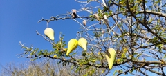 Funastrum pannosum