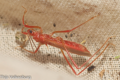 Polytoxus sanguineus