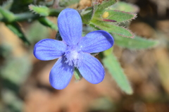 Anchusa strigosa
