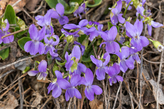 Viola hirta
