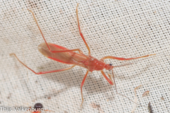 Polytoxus sanguineus