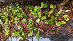 Bergenia crassifolia