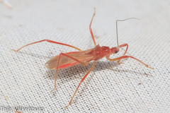 Polytoxus sanguineus