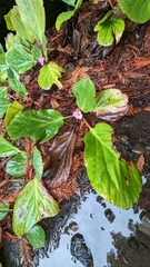 Bergenia crassifolia