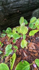 Bergenia crassifolia