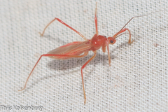 Polytoxus sanguineus