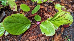Bergenia crassifolia