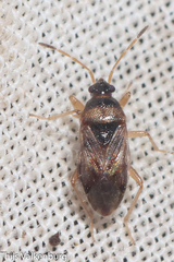 Lasiosomus enervis