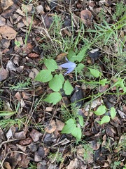 Clematis occidentalis grosseserrata