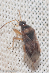 Lasiosomus enervis