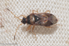 Lasiosomus enervis