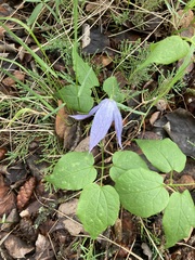 Clematis occidentalis grosseserrata