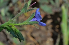 Anchusa strigosa