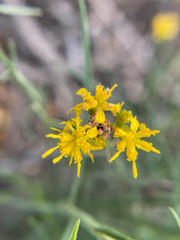 Gutierrezia californica