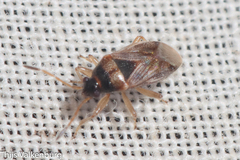 Lasiosomus enervis