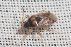 Lasiosomus enervis