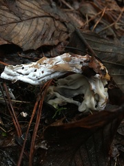 Hypomyces cervinigenus