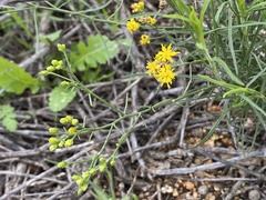 Gutierrezia californica