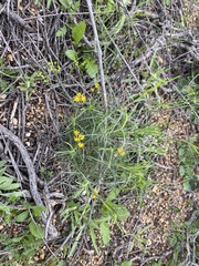 Gutierrezia californica