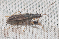 Paraparomius leptopoides