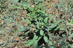 Anchusa strigosa