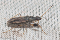 Paraparomius leptopoides